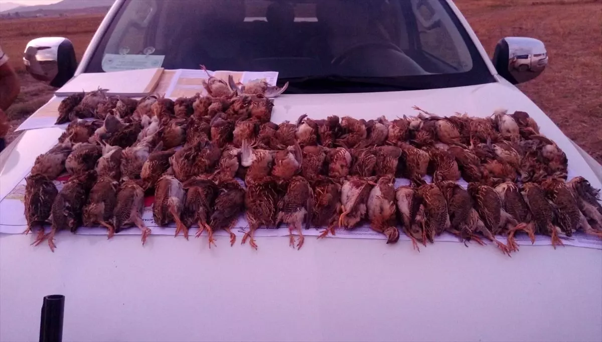 Sivas\'ta kaçak bıldırcın avı