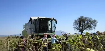 Denizli'de ay çekirdeği hasatı başladı