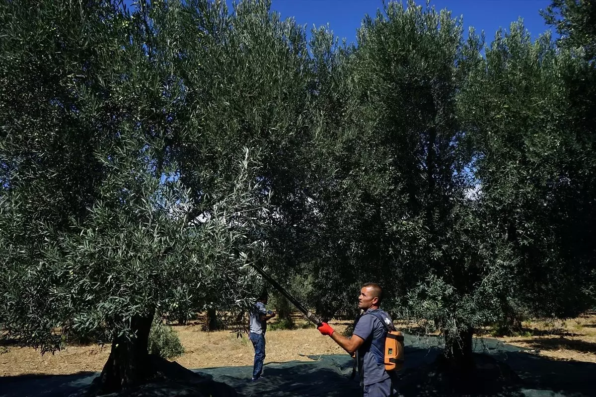 Edremit Körfezi\'nde zeytin hasadı erken başladı