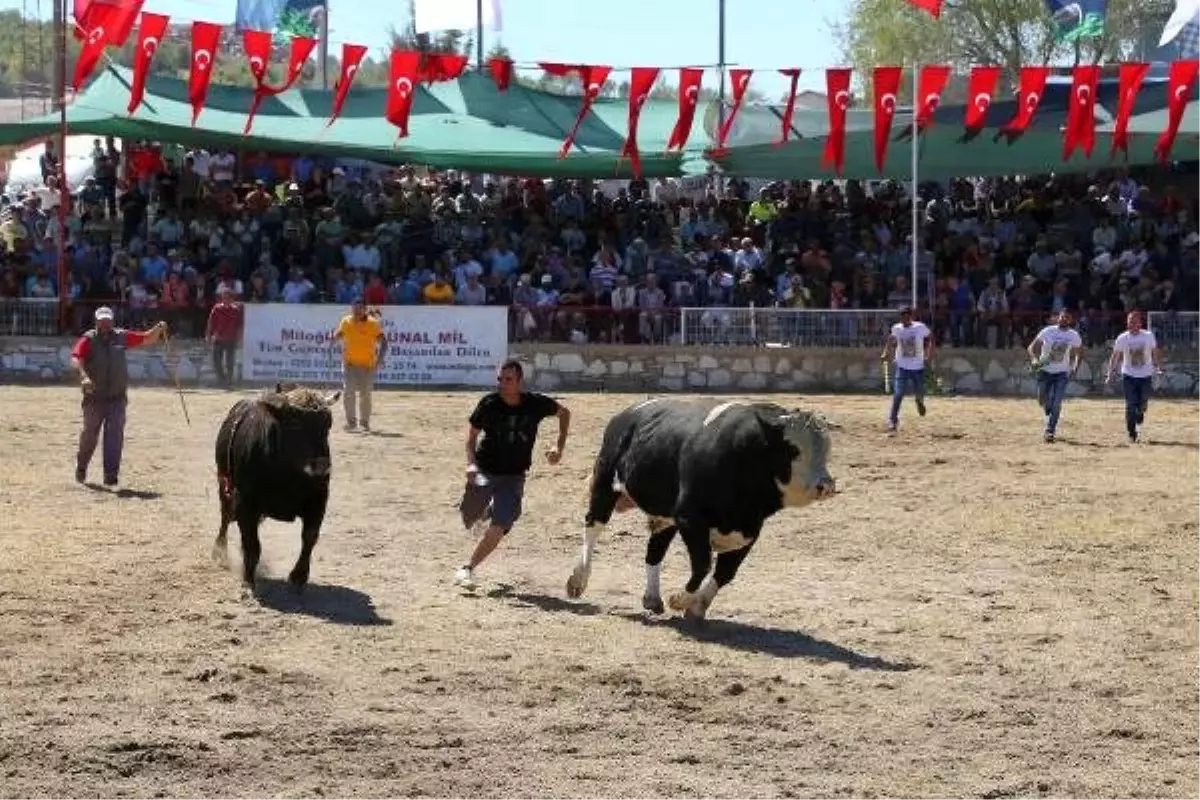 Güreş alanından kaçan 2 boğa, kadın seyirciyi hastanelik etti