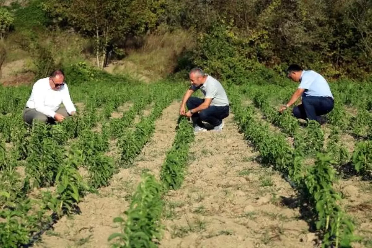 Sıfır kalorili şeker elde edilebilen \'stevia\' bitkisi yeni gelir kapısı