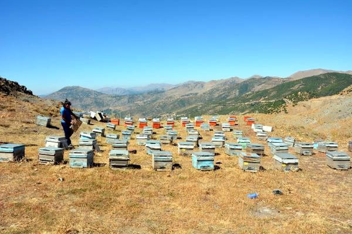 Terörden temizlenen herekol dağı, bal üretim merkezi oldu