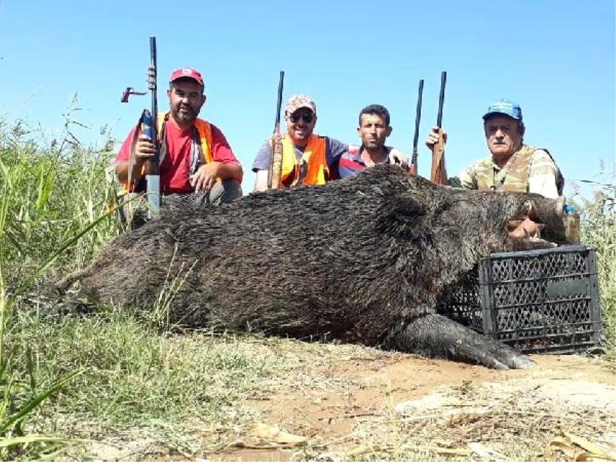 350 kiloluk domuz avladılar