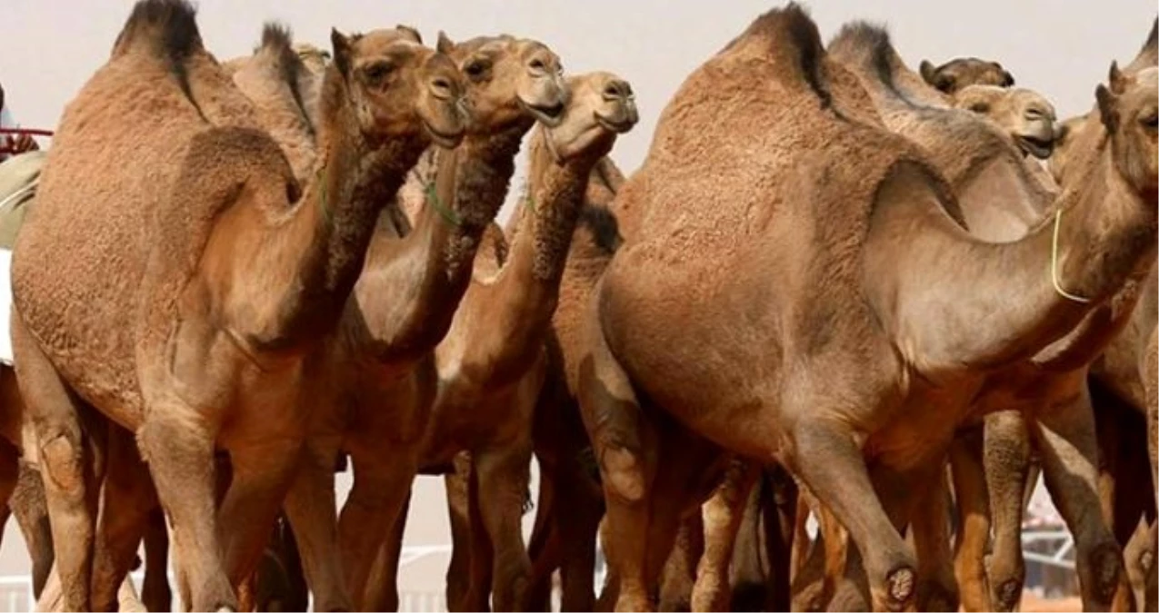 ABD\'de talihsiz kadın, üzerine oturan deveden cinsel organını ısırarak kurtuldu