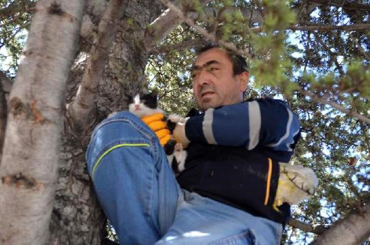 Ağaçta mahsur kalan kediyi belediye ekibi kurtardı