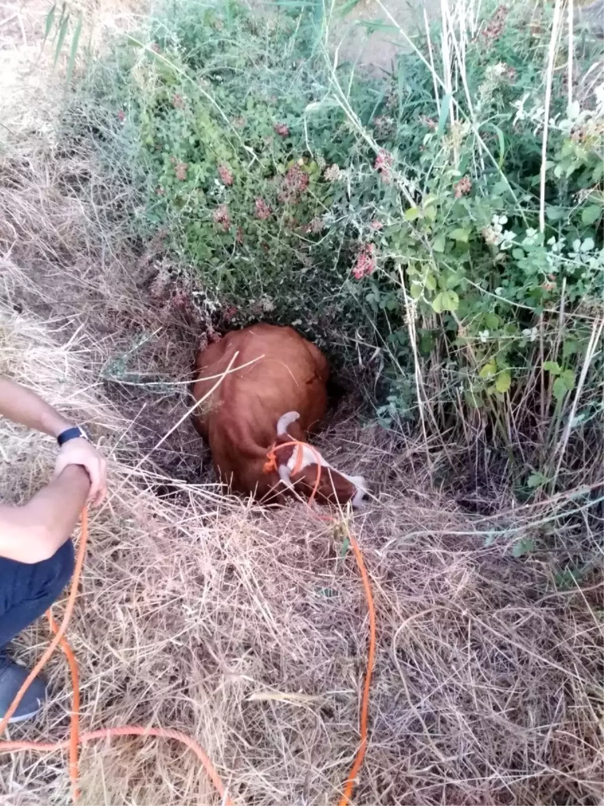 Bataklığa saplanan inek iş makinesi yardımı ile kurtarıldı