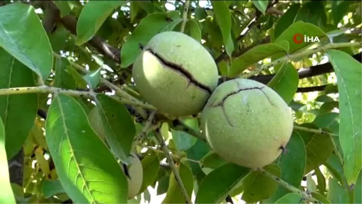 Çetin cevizde sırıklı hasat