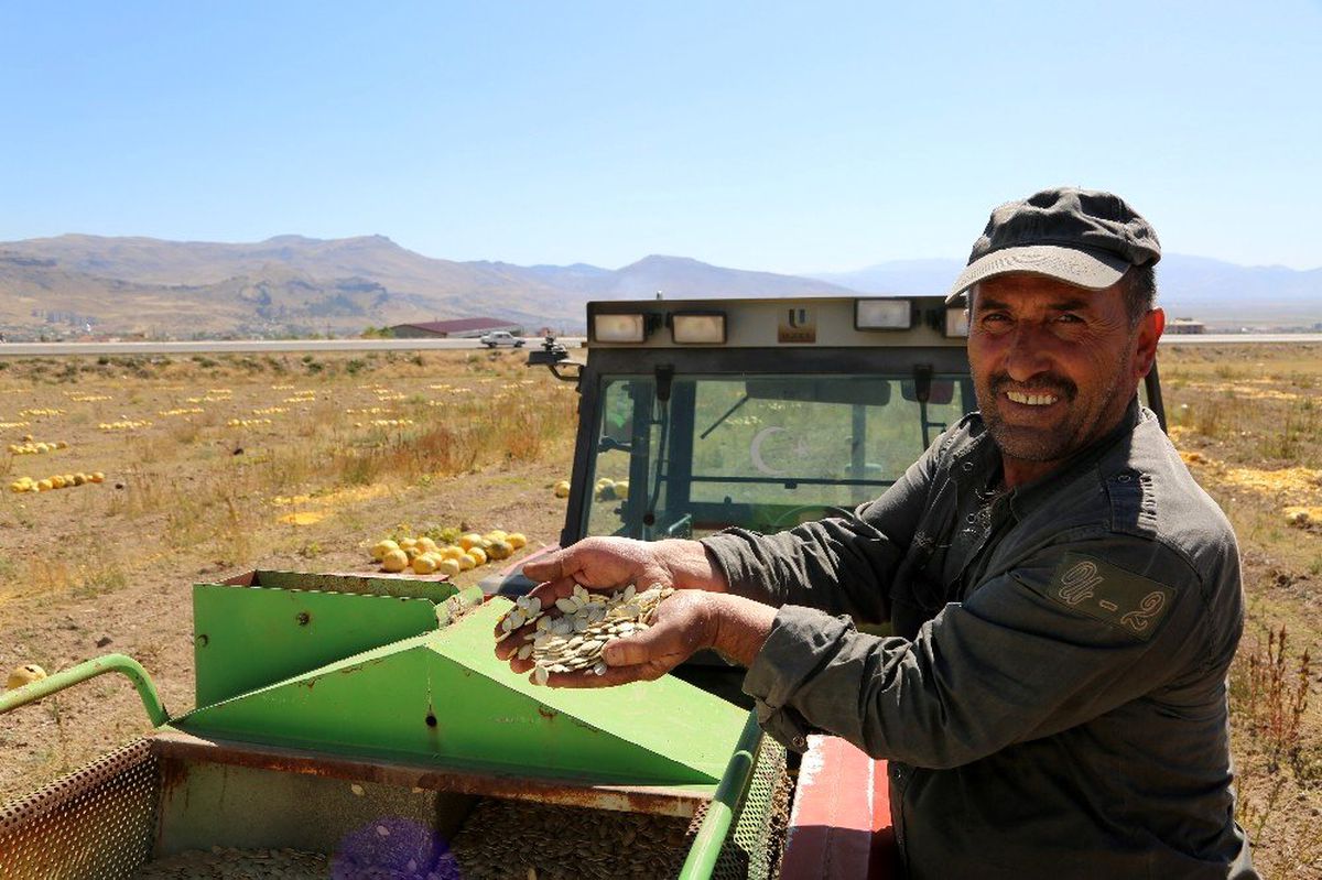 Develi\'de Kabak Çekirdeği Hasadına Başlandı