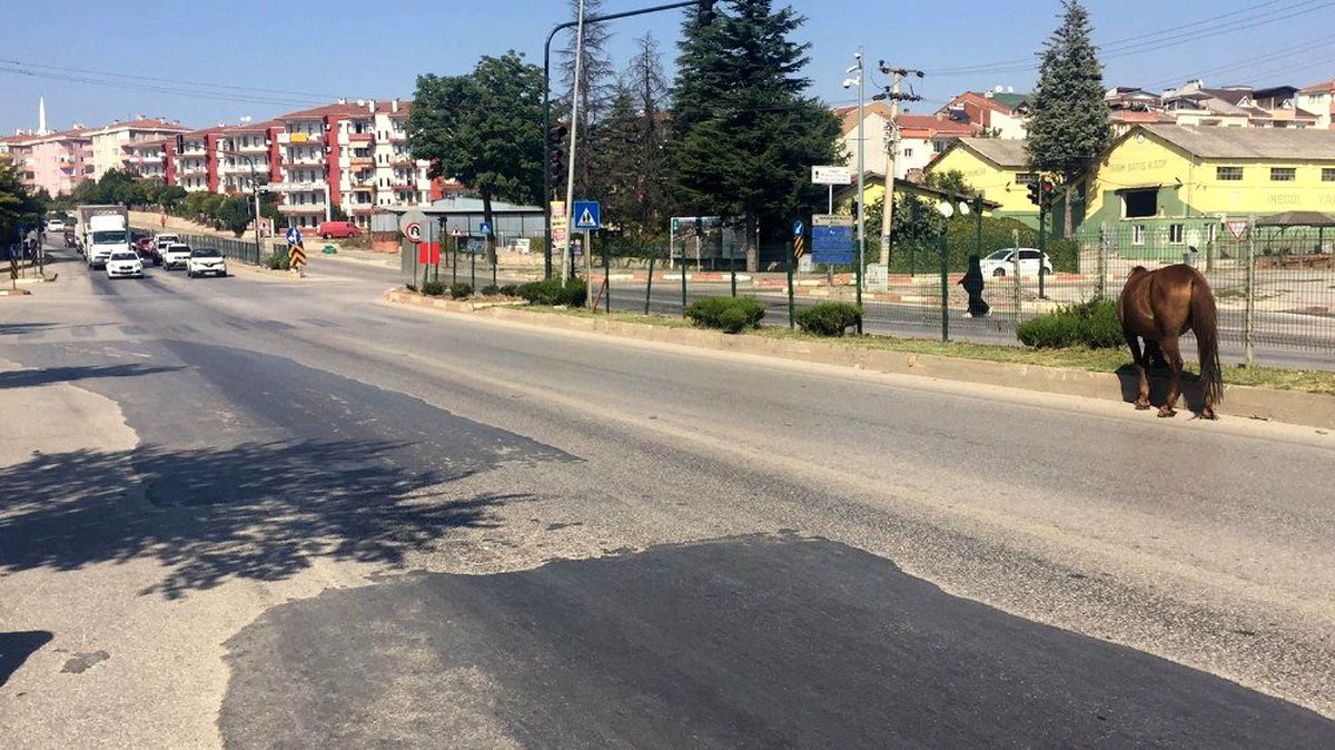 İnegöl\'de başı boş atlar tehlike saçıyor