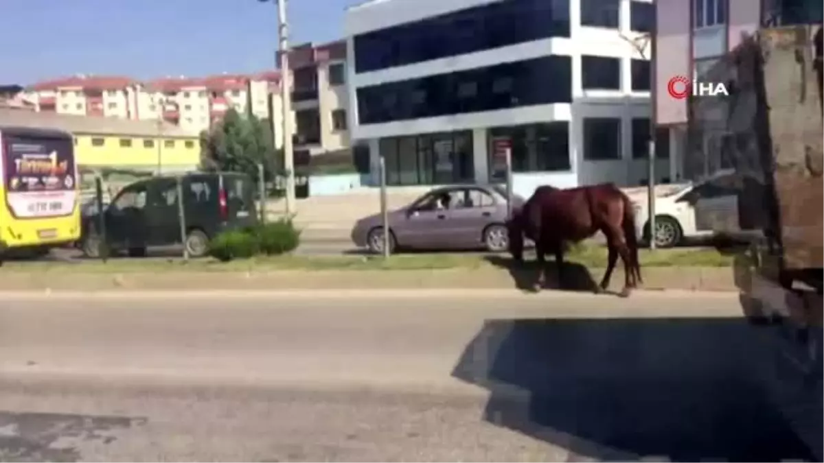 İnegöl\'de başı boş atlar tehlike saçıyor