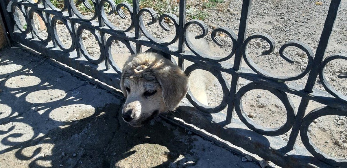 Kafası demir korkuluklara sıkışan yavru köpek kurtarıldı