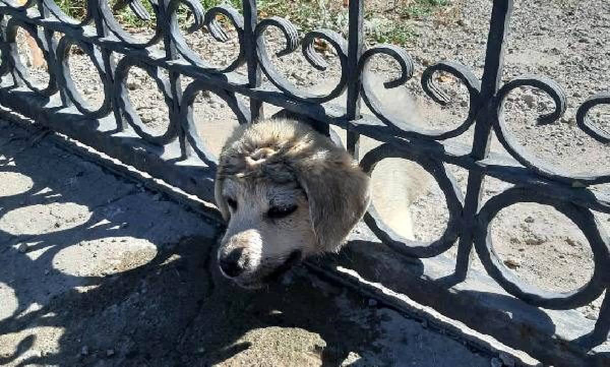 Kafası demir parmaklıklara sıkışan yavru köpeği itfaiye kurtardı