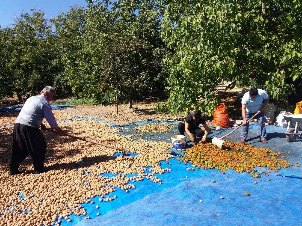 Kahramanmaraş\'ta ceviz ve incir hasadı başladı