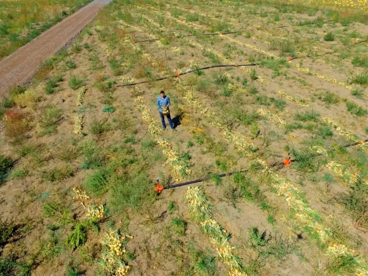 Kayseri\'de ilk defa soğan eken çiftçi Yılmaz: "4 ila 7 ton arasında verim bekliyoruz"