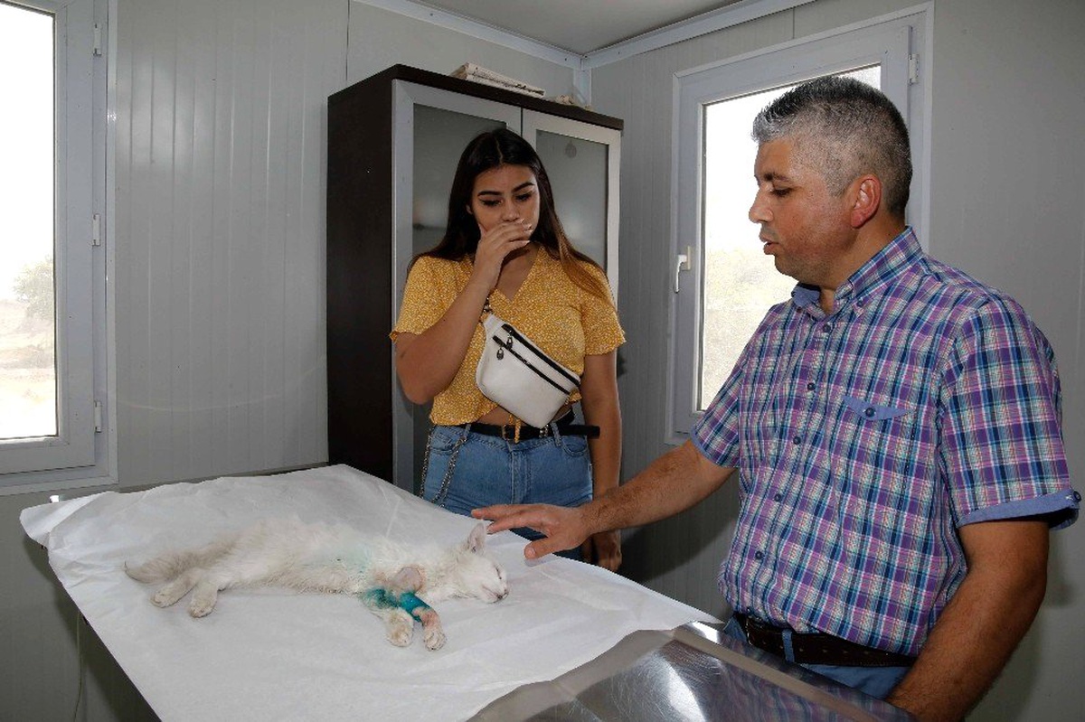 Kurtardığı sokak kedisini sahiplendi