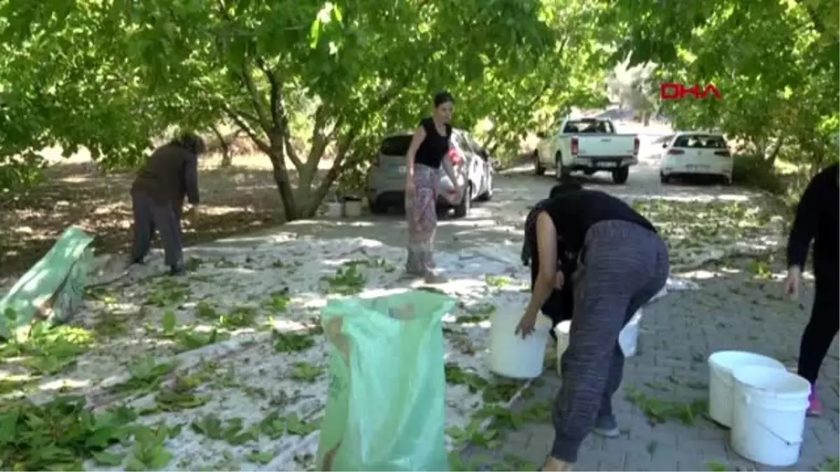 Muğla kariyerlerinden vazgeçip, eşlerinden ayrı kalmayı göze alan iki kız kardeş ceviz üreticisi...