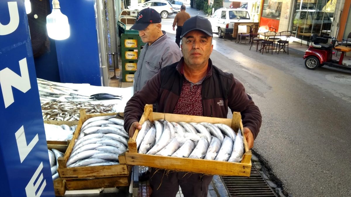 Palamudun tanesi 35 liradan satışa sunuldu
