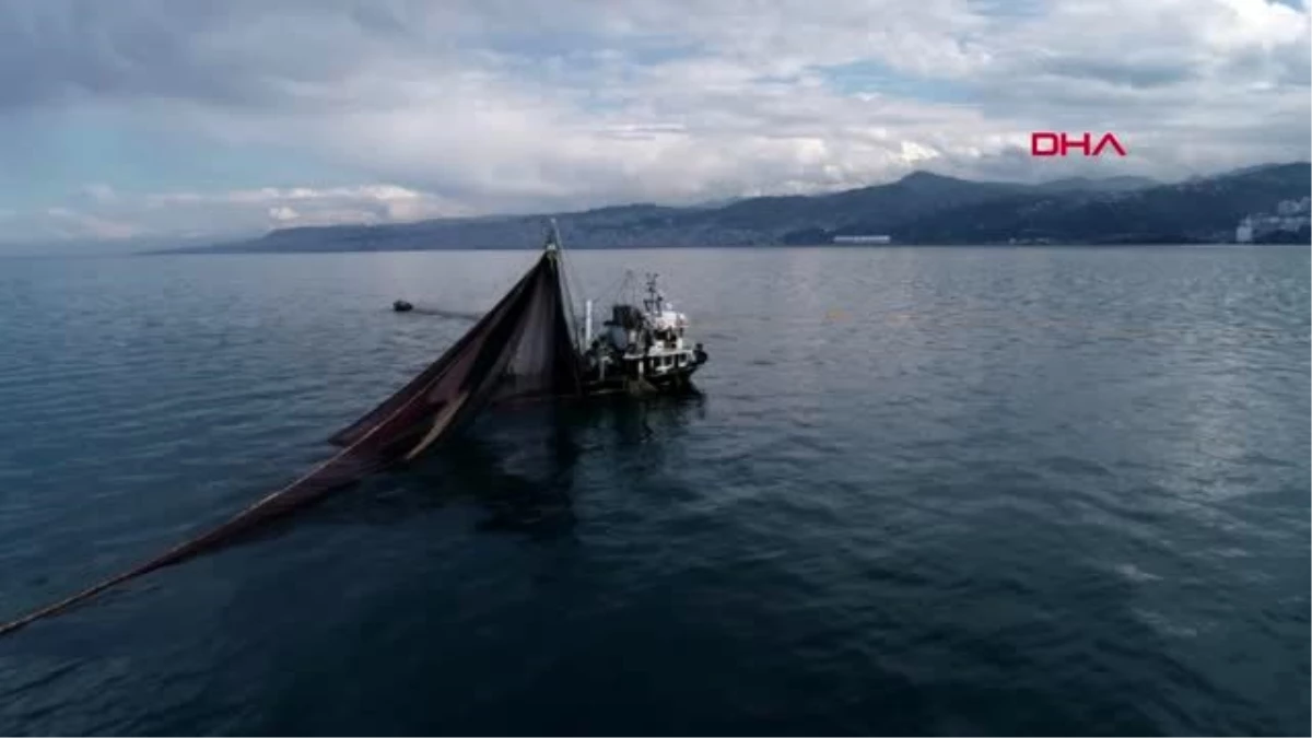 Rize karadeniz\'de hamsi sürüleri \'taraklı denizanası\' tehdidi altında