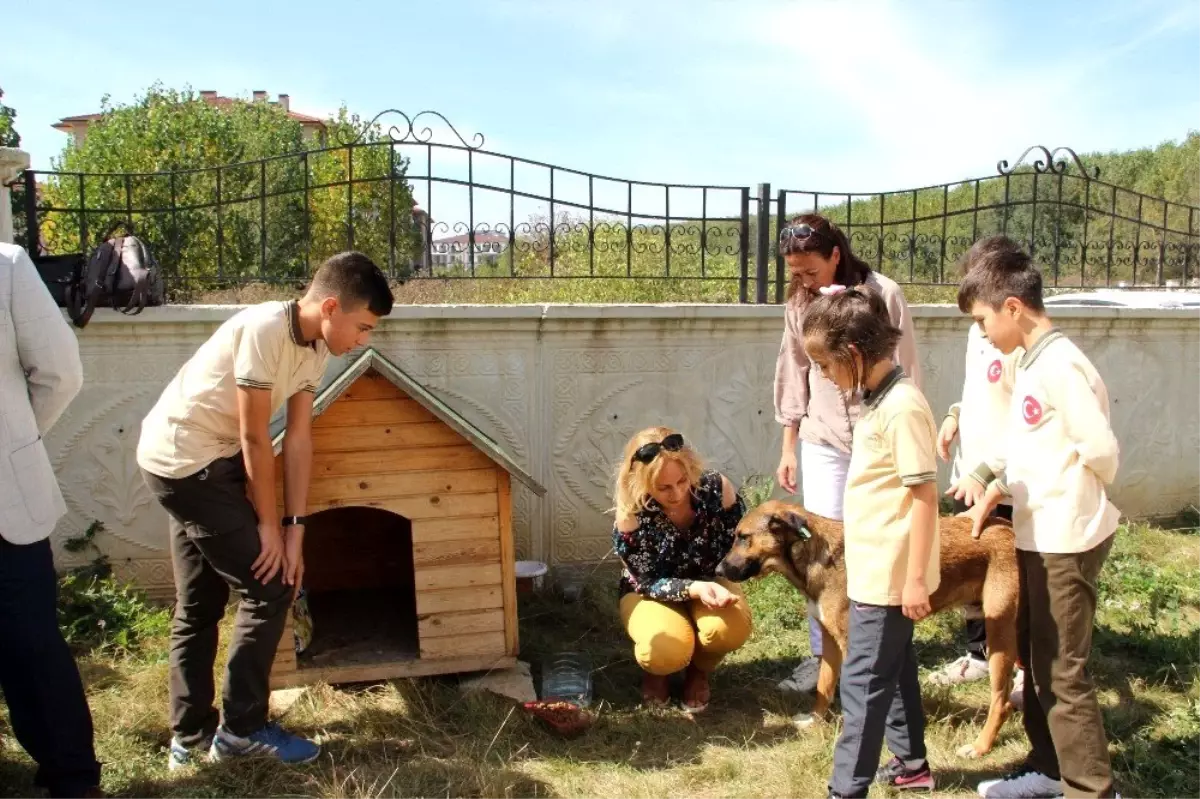 Sahipsiz köpeklerin yeni yuvası okul oldu