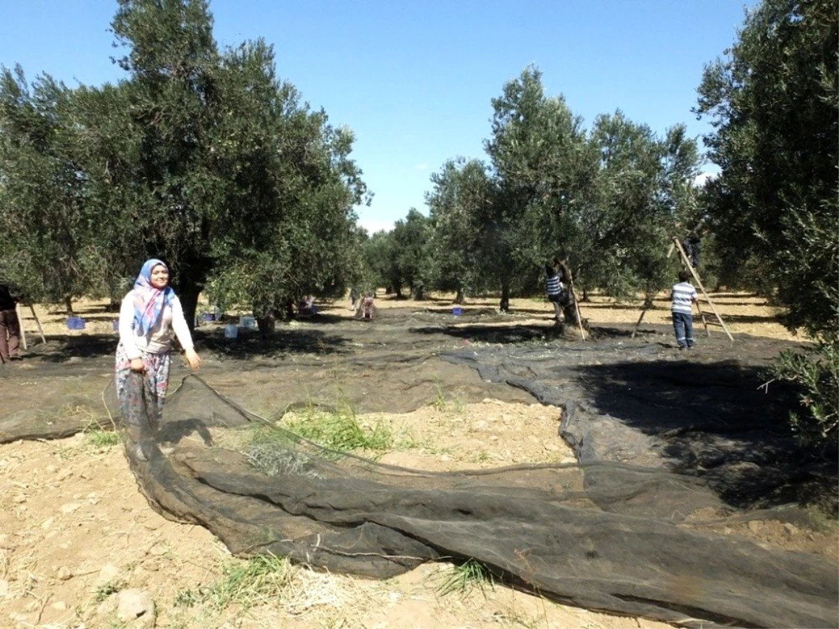 Zeytin hasadına başlandı