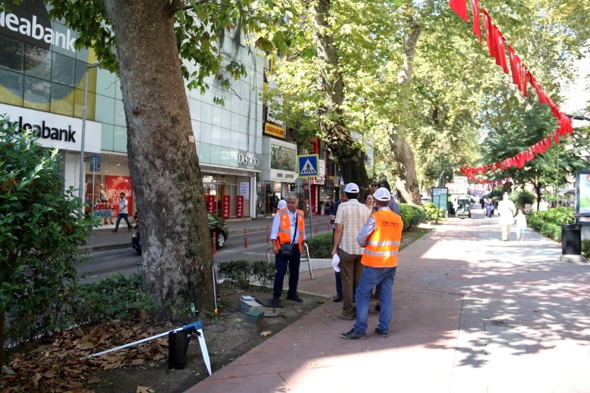Anıt ağaçlara tedavi için rapor hazırlanıyor