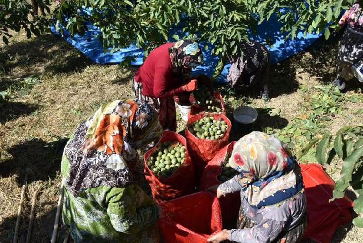 Bursa\'da ceviz hasadı, çiftçinin yüzünü güldürdü