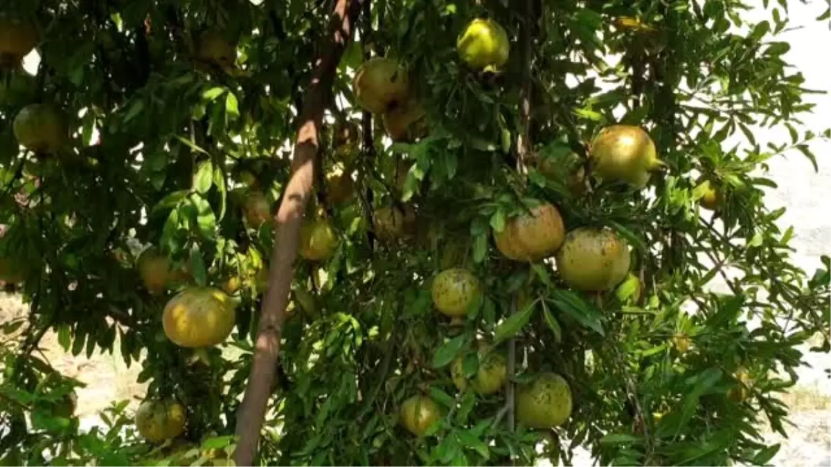 Doğu Akdeniz\'de "nar ekşisi" zamanı