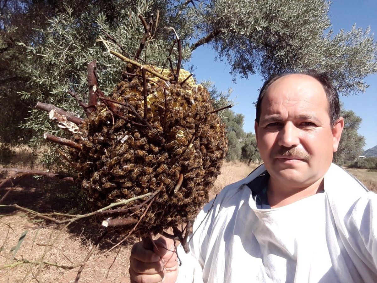 Firari arılar, 3 ay sonra bir evin bahçesinde böyle bulundu