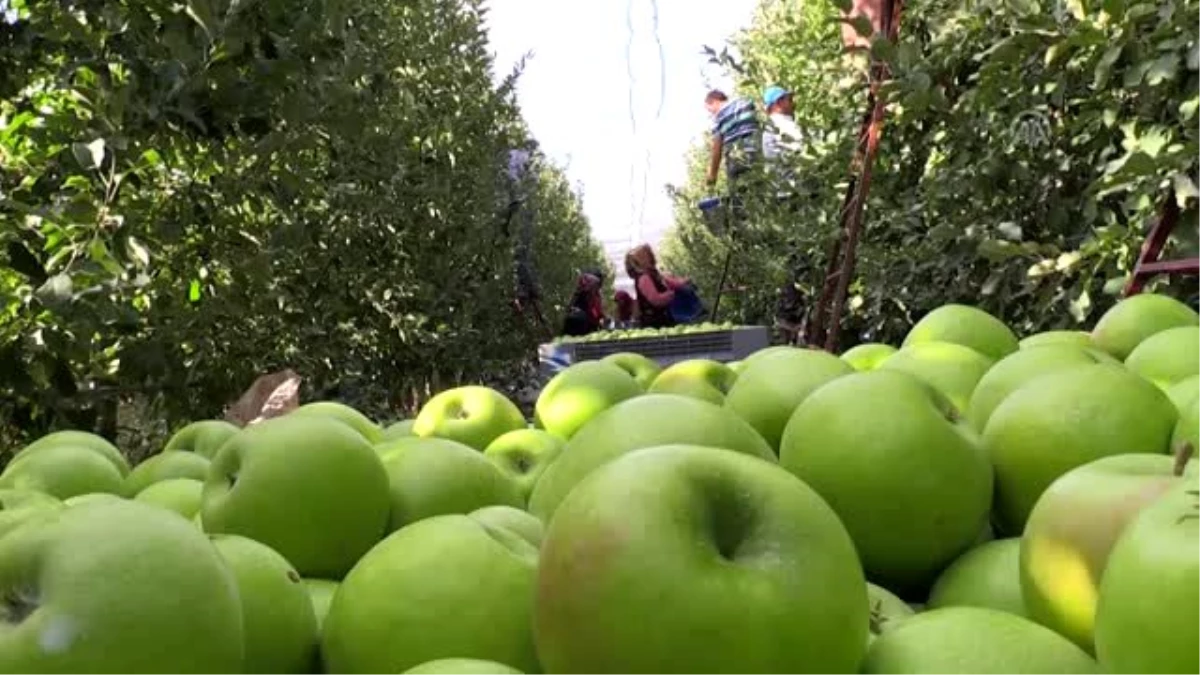 Isparta\'da elma hasadına başlandı