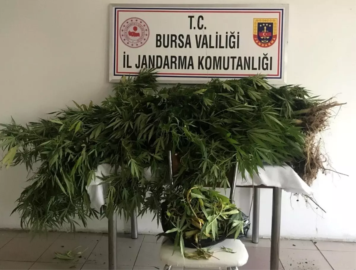 Jandarmadan uyuşturucu operasyonu