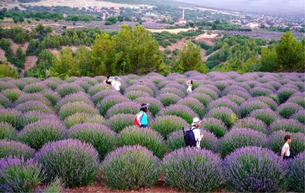 Lavanta kokulu köyü, 750 bin kişi ziyaret etti