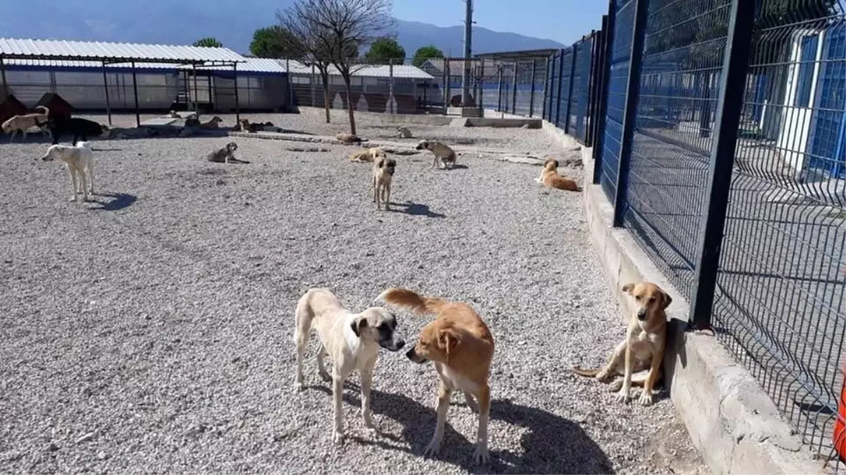 Manisa\'da bakıma muhtaç hayvanlar güvenli ellerde