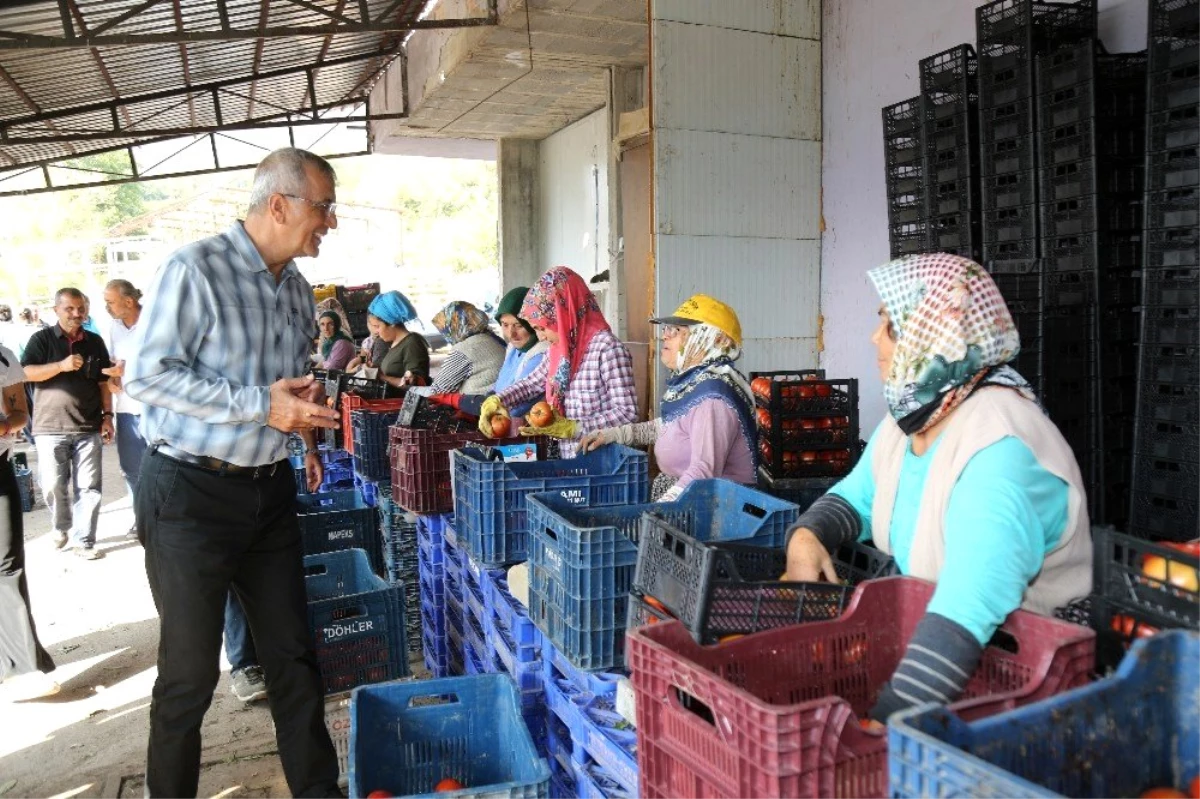 Mezitli Belediyesi, domates üreticilerine kucak açtı