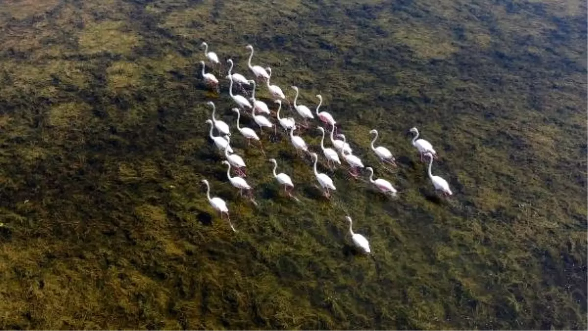 Serçin\'e flamingo akını