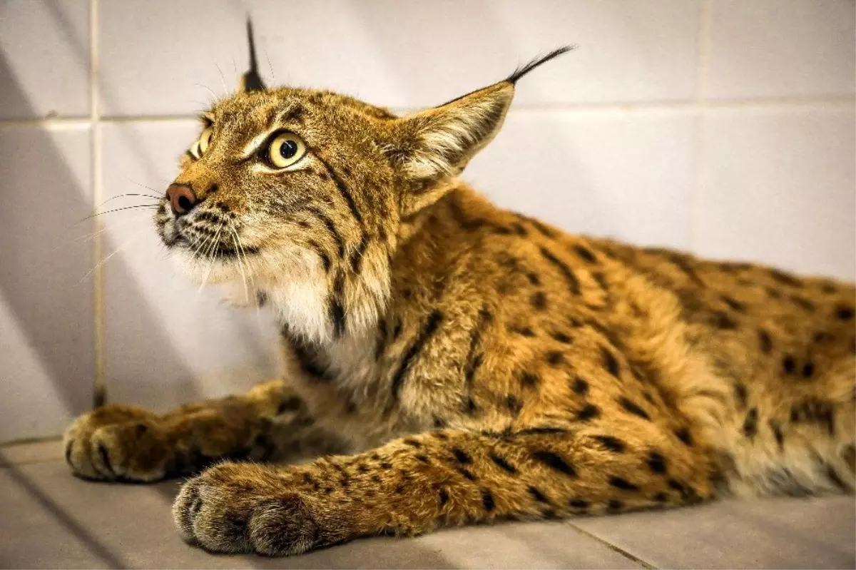 Türü tehlike altında olan vaşak koruma altına alındı