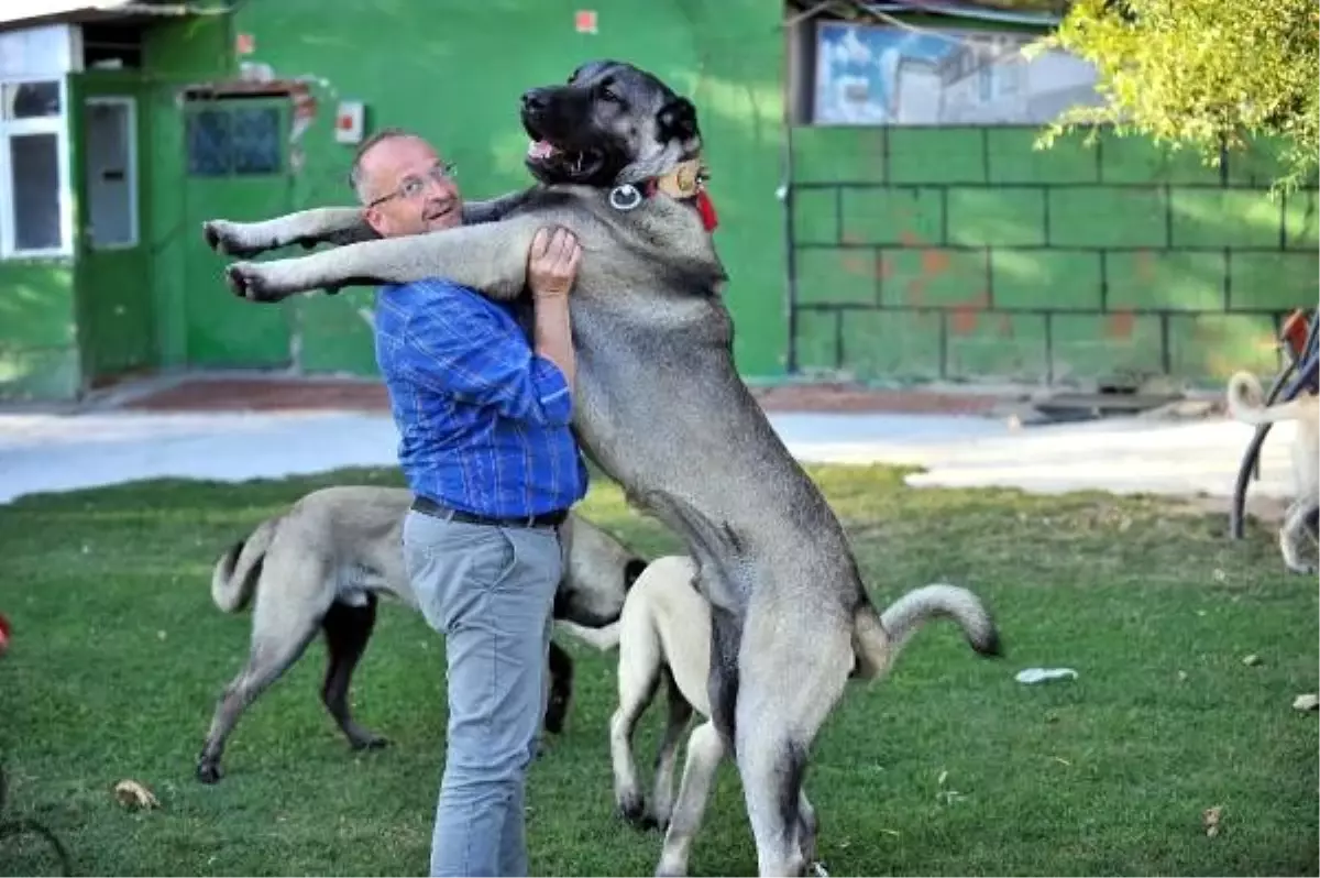 200 bin liralık kangal yavruları için randevu alıyorlar