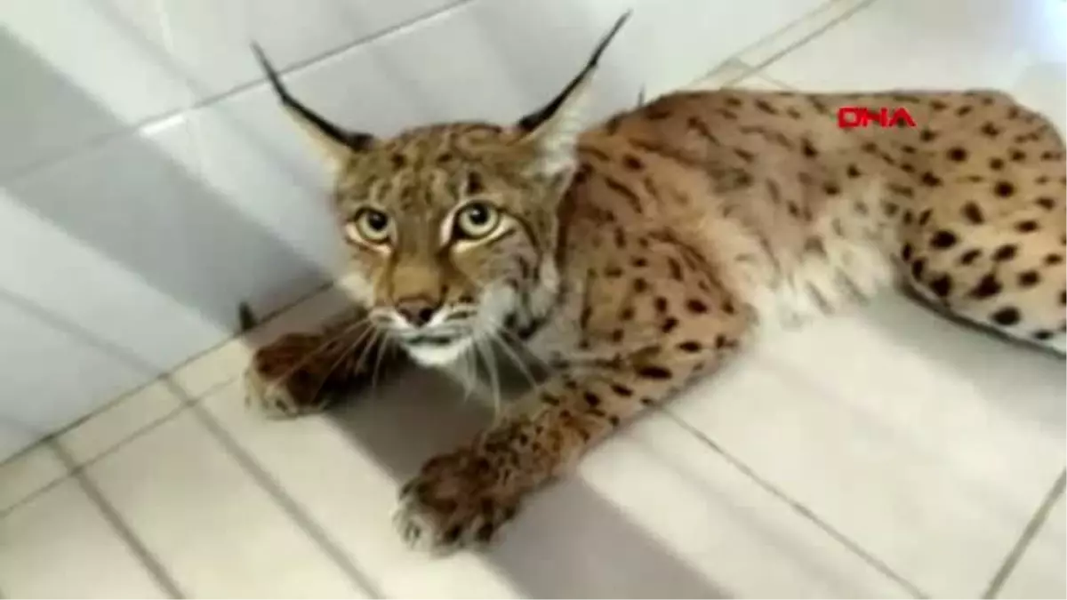 Afyonkarahisar pompalı tüfekle vurulan vaşak, kurtarılamadı