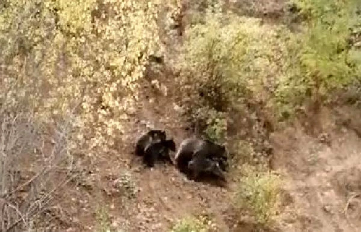 Anne ayı ve yavrularının yiyecek arayışı kamerada