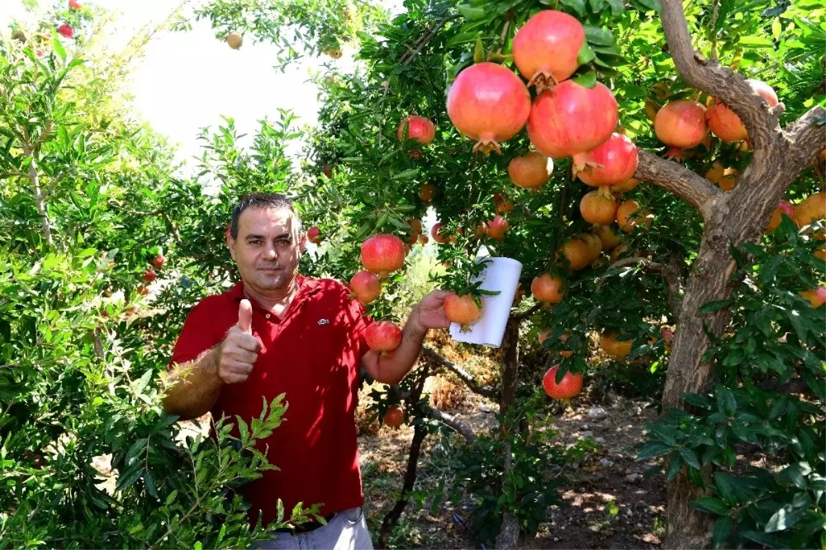 Antalya nar hasadına hazırlanıyor