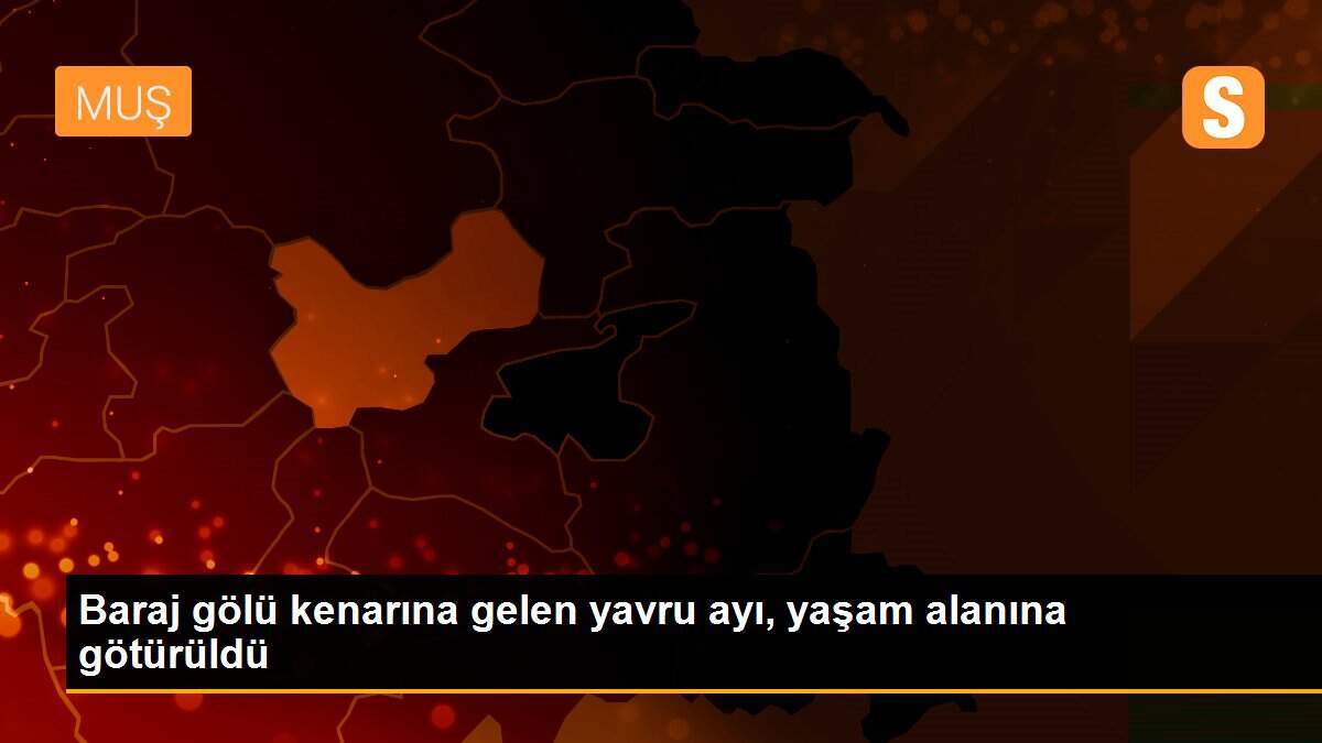Baraj gölü kenarına gelen yavru ayı, yaşam alanına götürüldü
