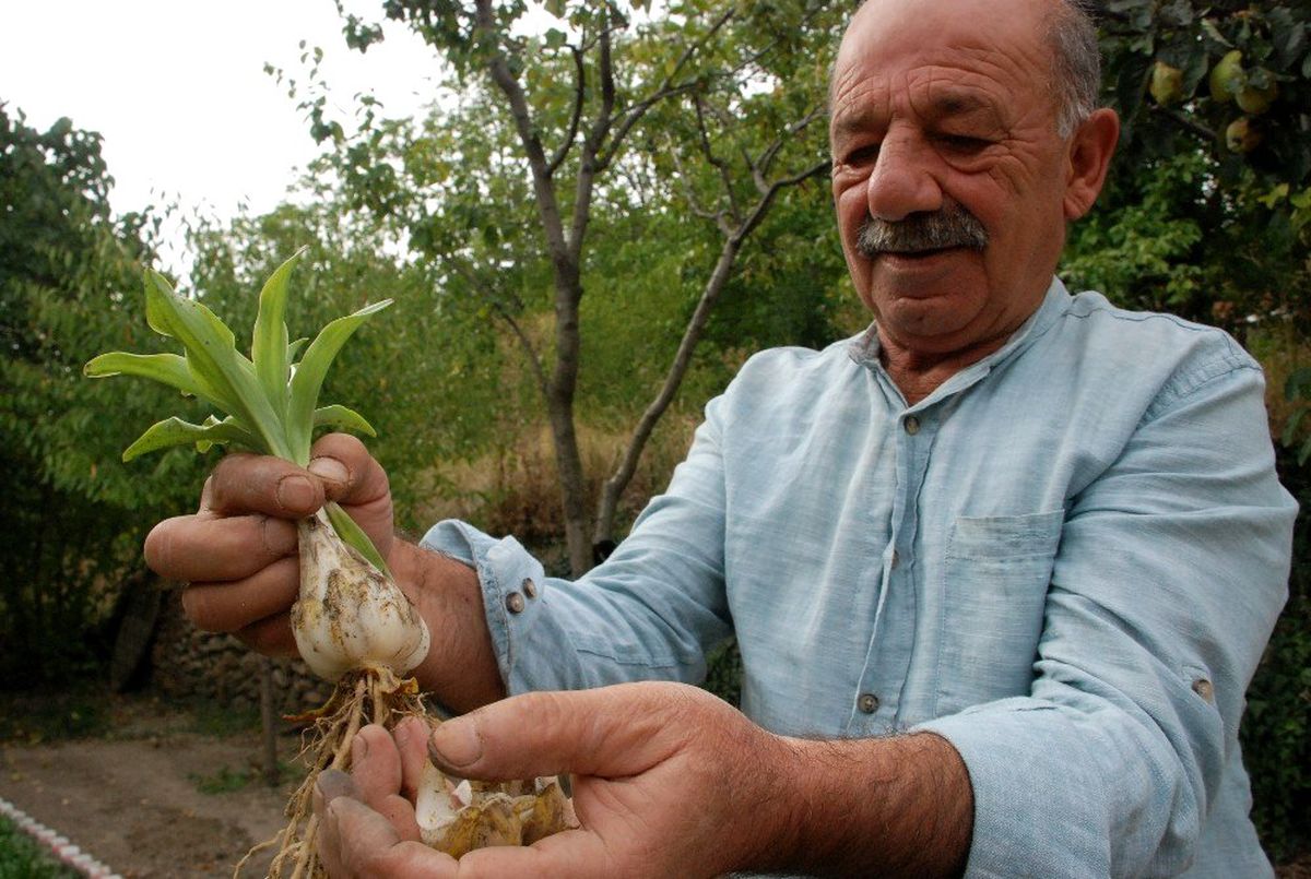 Çiçeği ayrı soğanı ayrı para ediyor