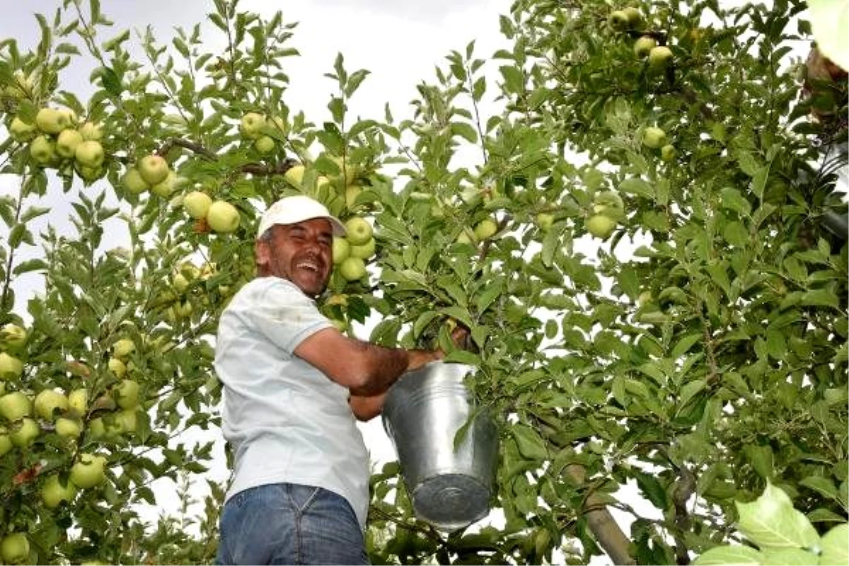Isparta\'da elma hasadı başladı; 750 bin ton rekolte bekleniyor
