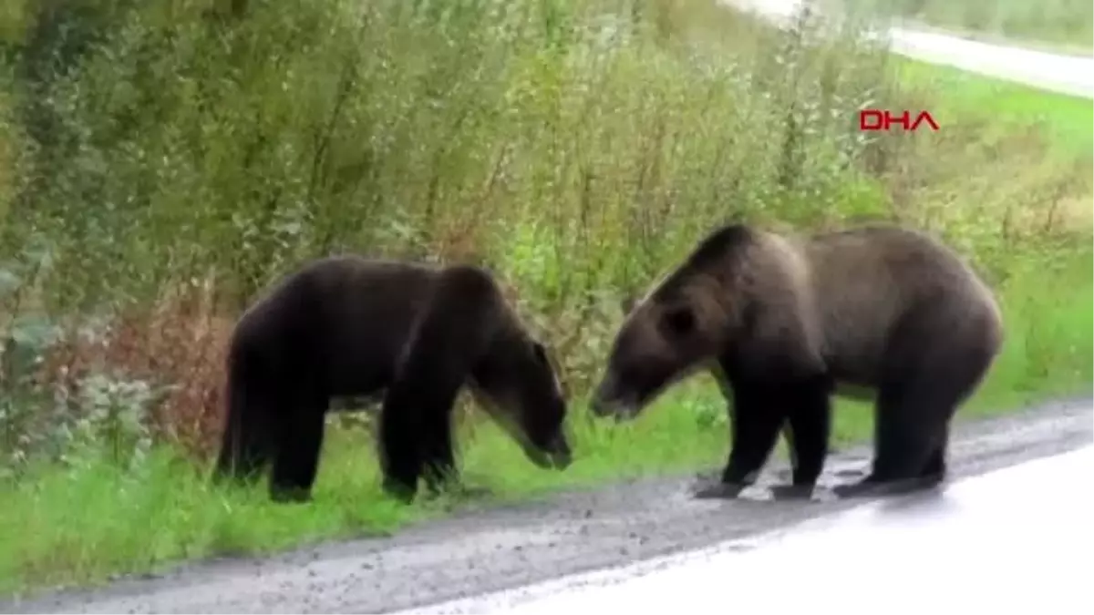 Kanada\'da ayıların yol ortasında kavgası böyle görüntülendi