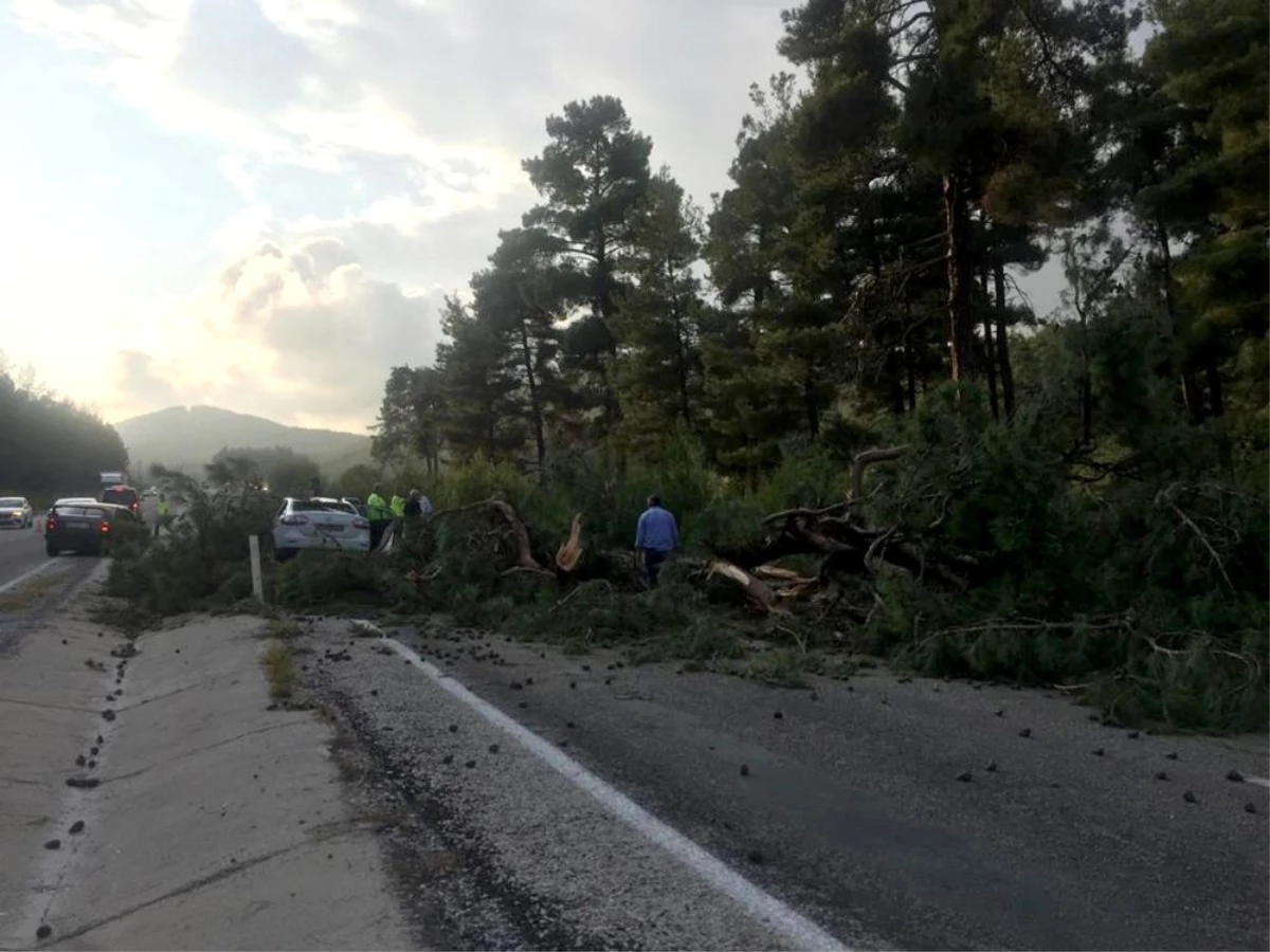 Muğla\'da seyir halindeki aracın üzerine çam ağacı devrildi