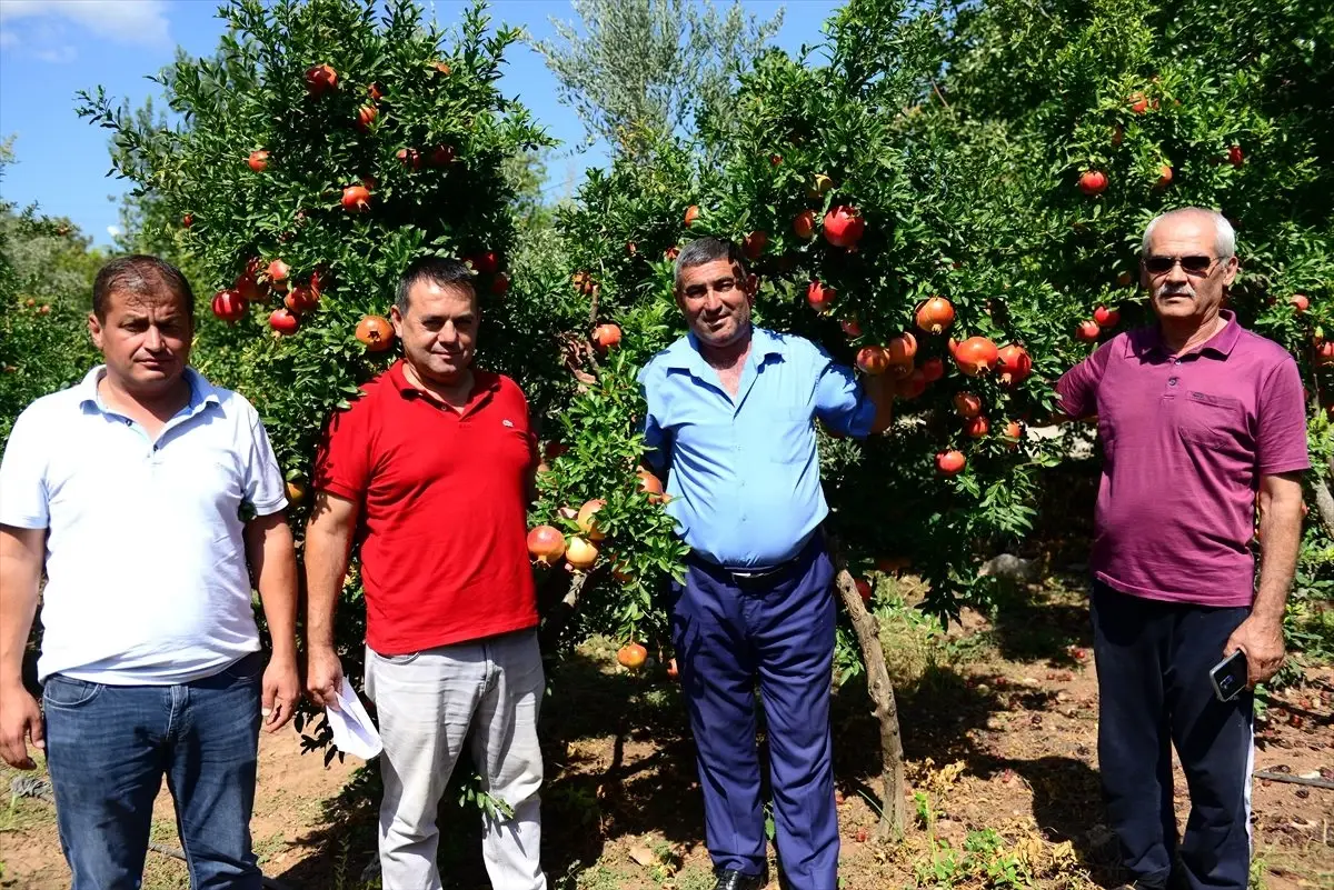 Nar üreticisine erken hasat uyarısı