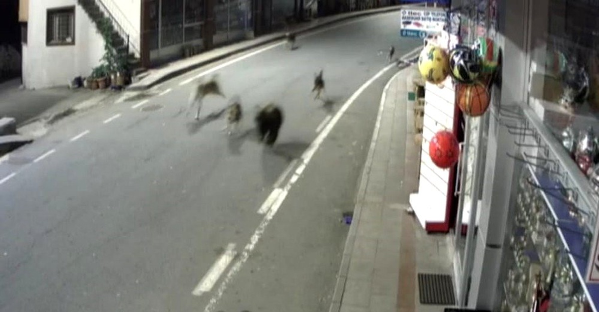 Rize\'de yavru ayı köpeklerle bir oldu, ilçe merkezini birbirine kattı