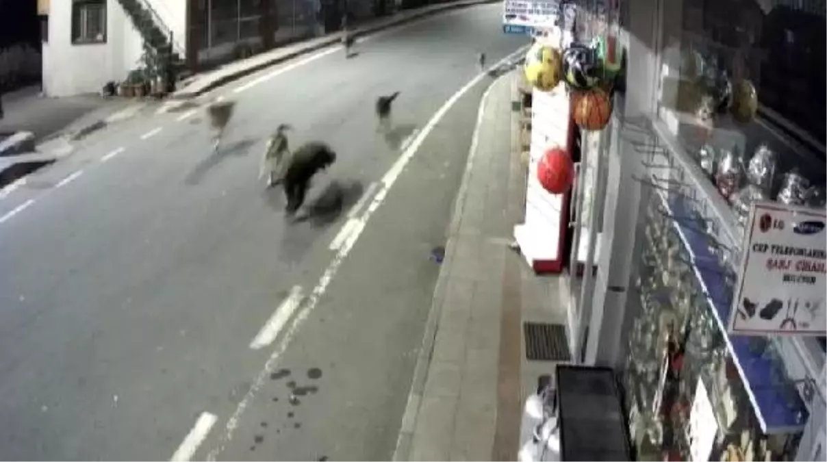 Sokak köpekleri, ilçe merkezine inen ayıyı kovaladı