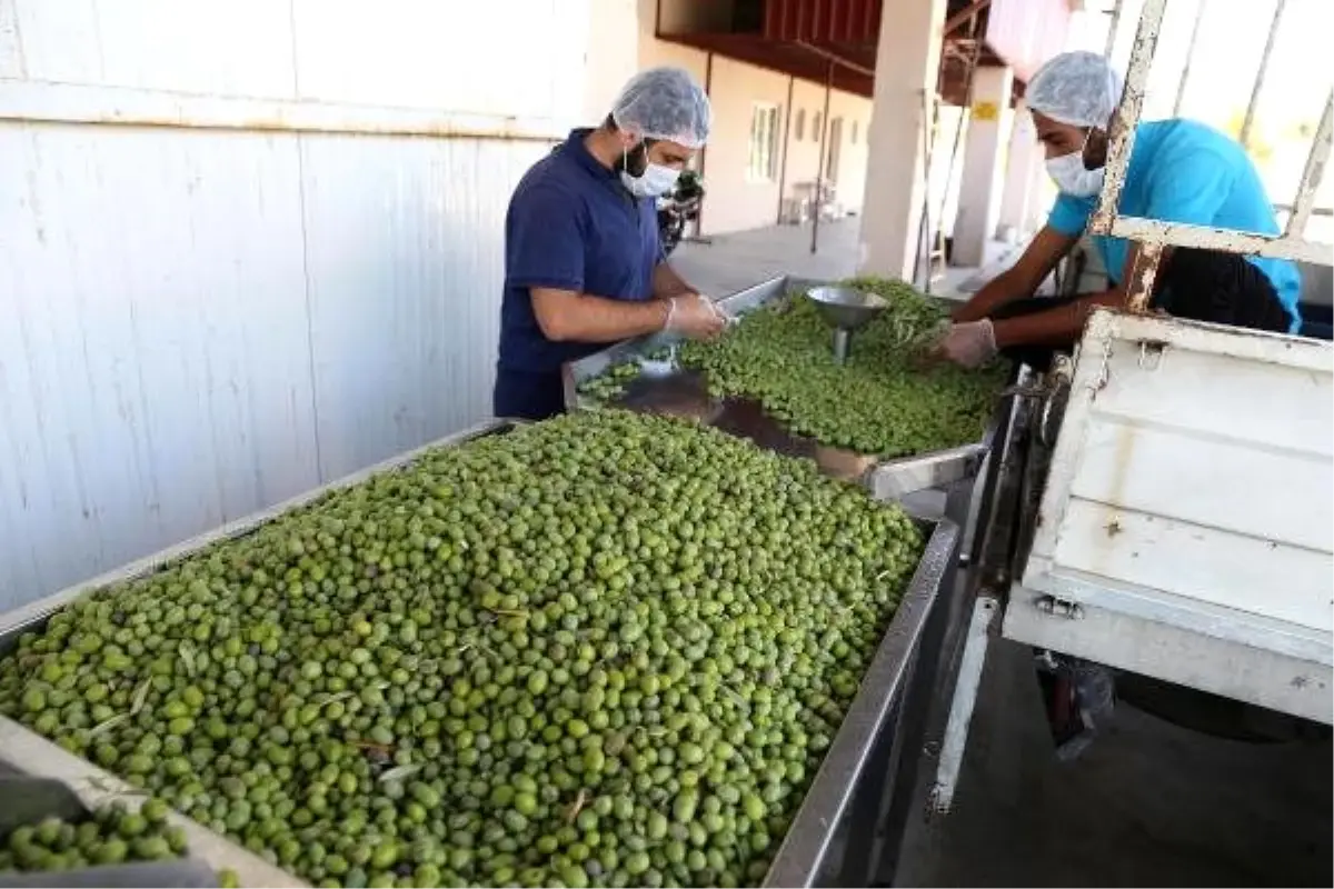 Uluslararası yarışmalara katılacak zeytinyağına erken hasat