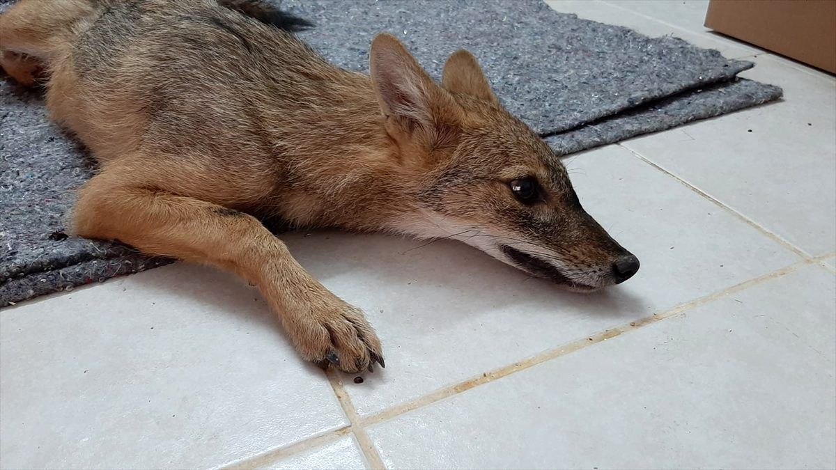 Yol kenarında bulunan yaralı tilki tedaviye alındı