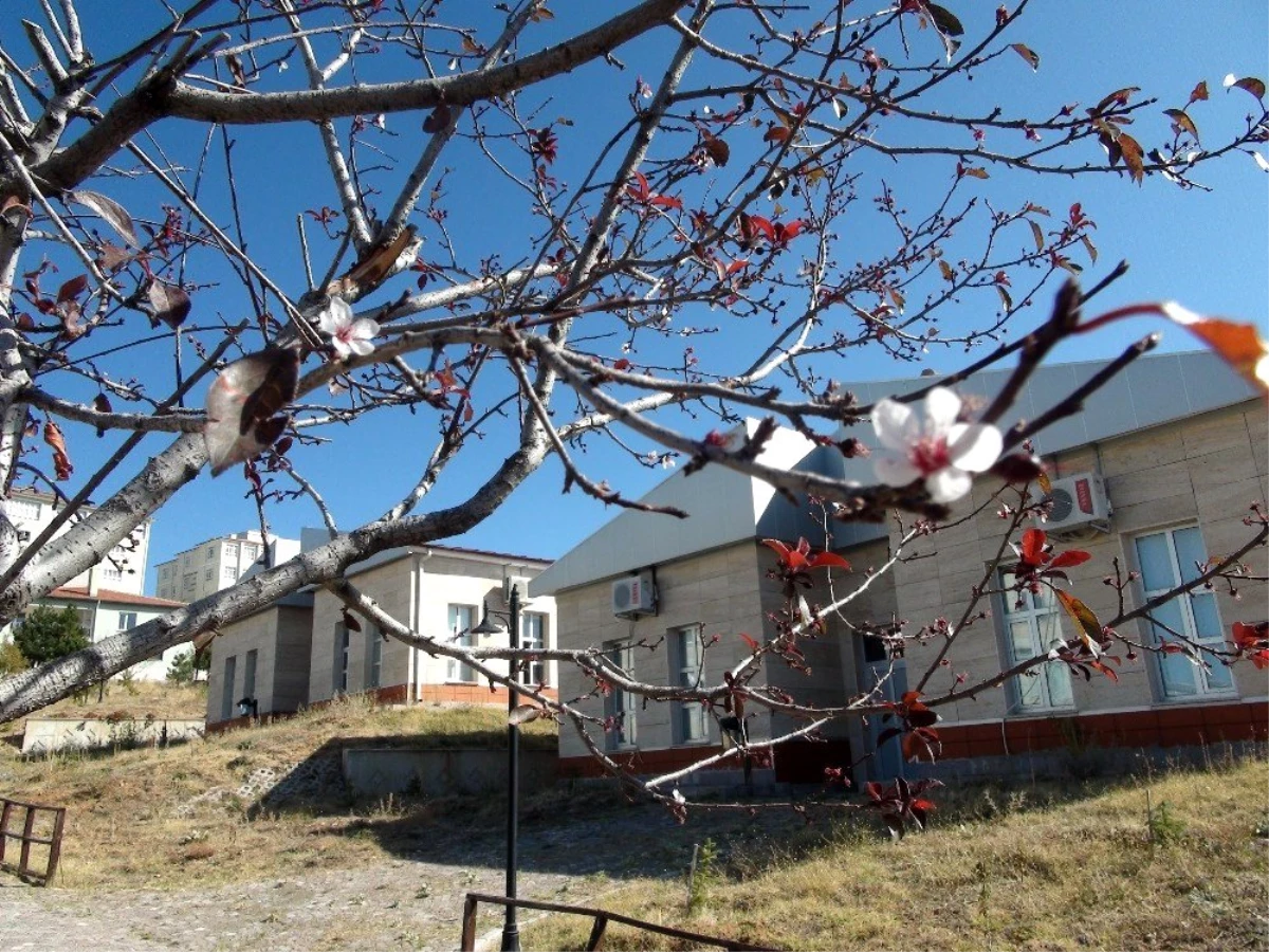 Yozgat\'ta mevsimini şaşıran erik ağacı çiçek açtı